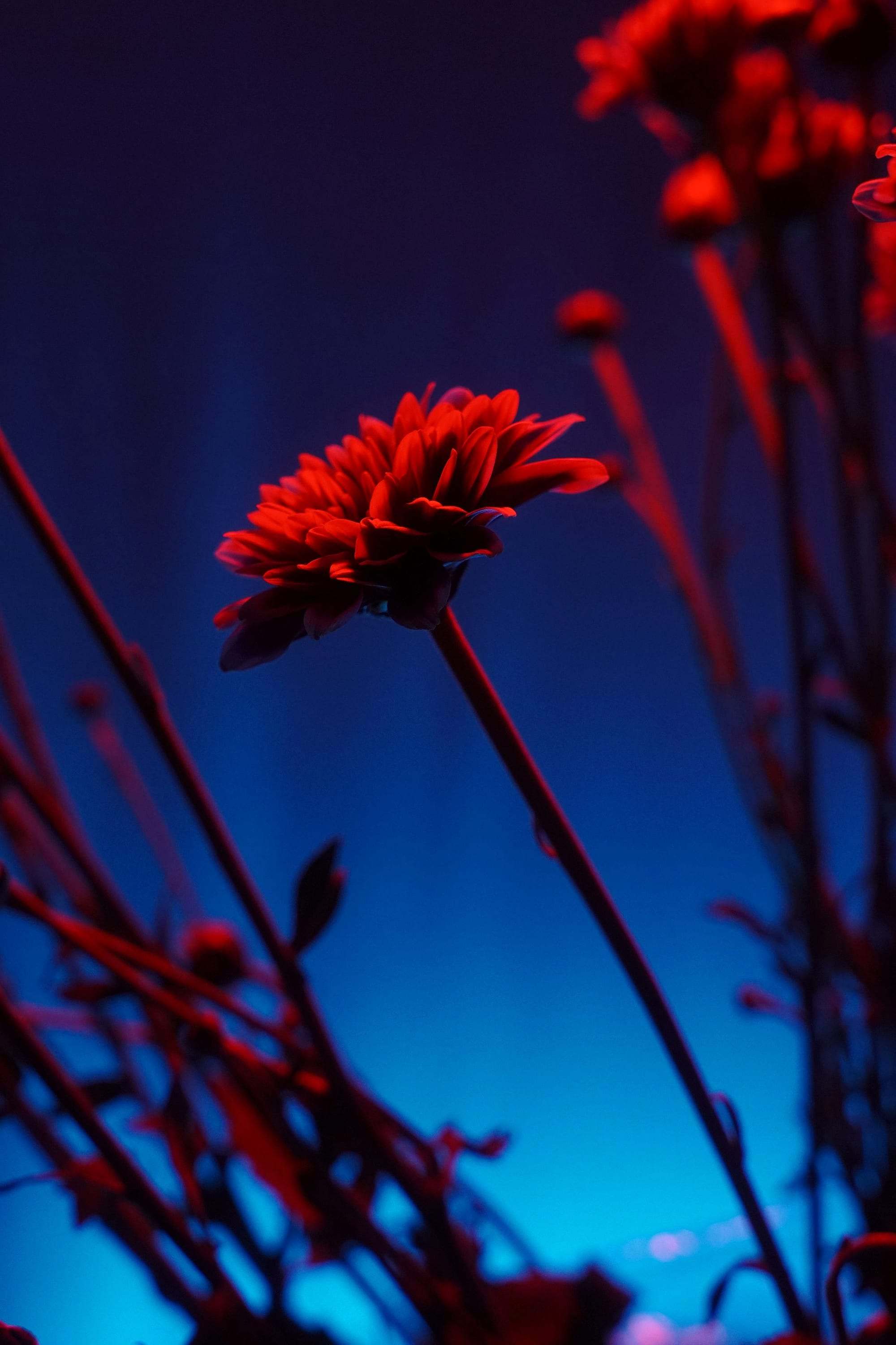 Flor roja iluminada sobre un fondo de luz azul