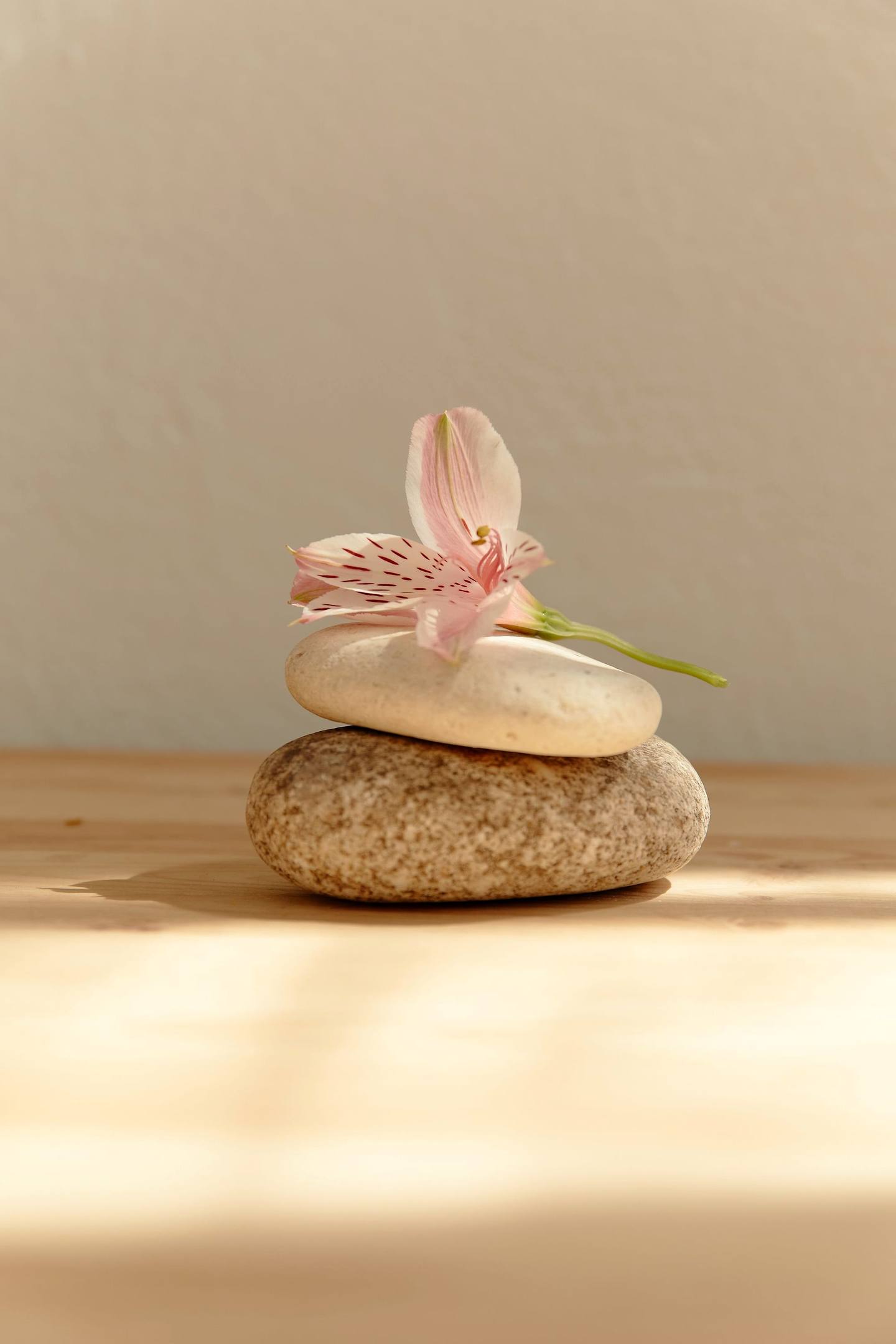 Flor rosa sobre piedras apiladas con luz cálida