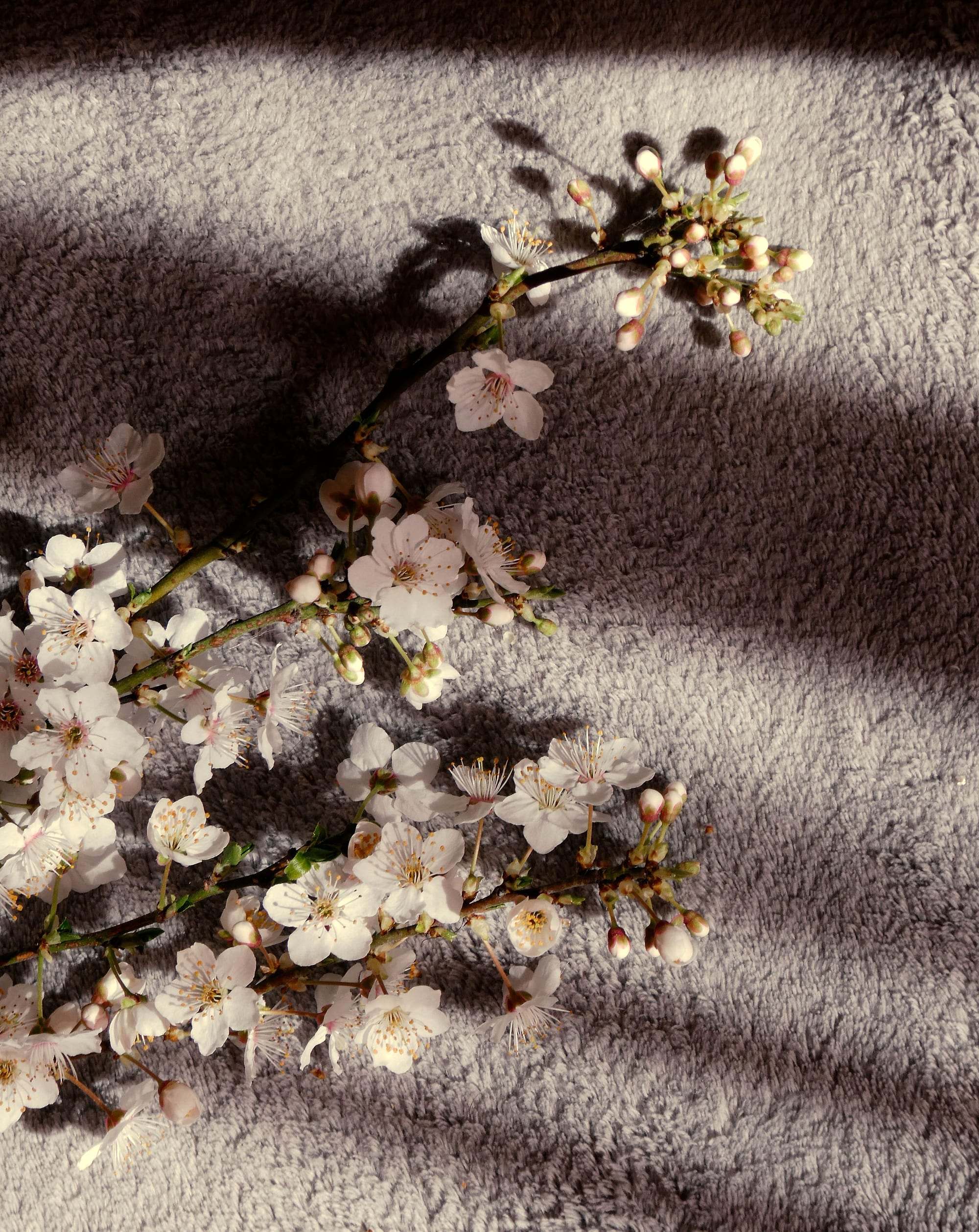 Rama de cerezo en flor proyectando sombras sobre un tejido suave