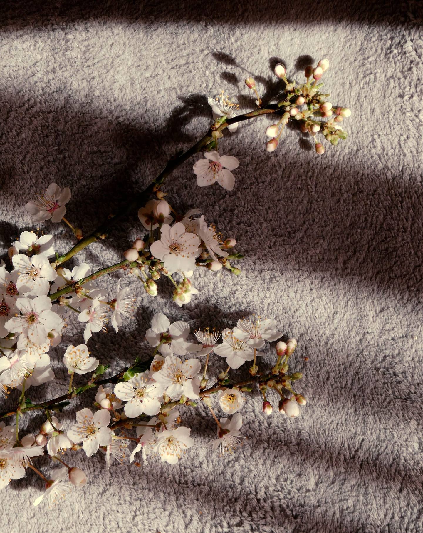Rama de cerezo en flor proyectando sombras sobre un tejido suave